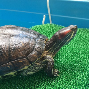 midoriturtle