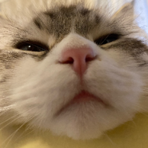 ハレっち