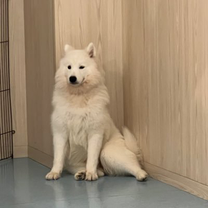 ほんだたくろー